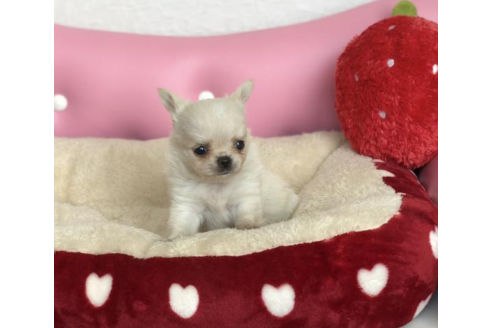 成約済の香川県のチワワ(ロングコート)-54205の1枚目