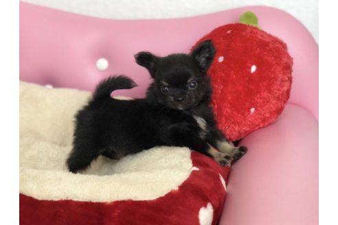 成約済の香川県のチワワ(ロングコート)-54208の4枚目