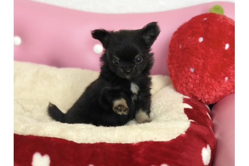 成約済の香川県のチワワ(ロングコート)-54208の3枚目