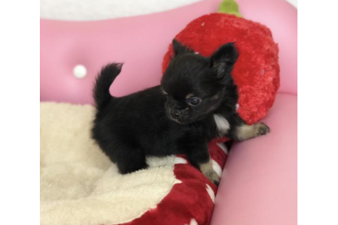 成約済の香川県のチワワ(ロングコート)-54208の2枚目