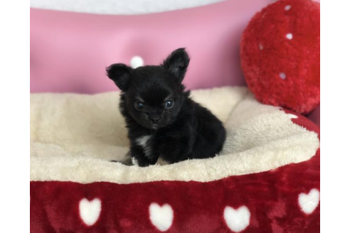 成約済の香川県のチワワ(ロングコート)-54208の1枚目