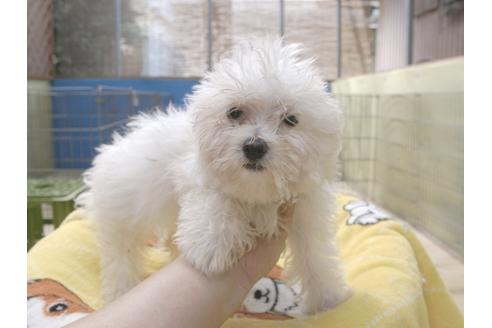 成約済の埼玉県のマルチーズ-51562の5枚目