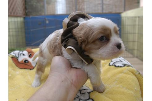 成約済の埼玉県のキャバリアキングチャールズスパニエル-53402の4枚目