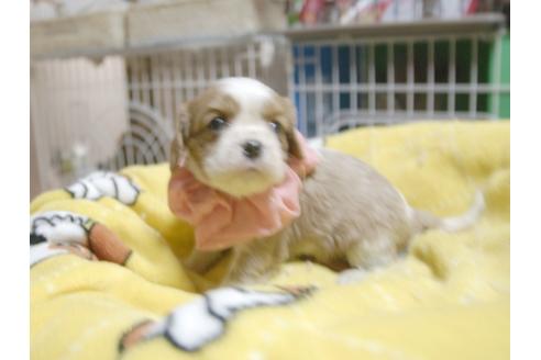 成約済の埼玉県のキャバリアキングチャールズスパニエル-54237の2枚目