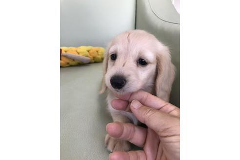 成約済の福岡県のカニンヘンダックスフンド(ロングヘアード)-54281の1枚目