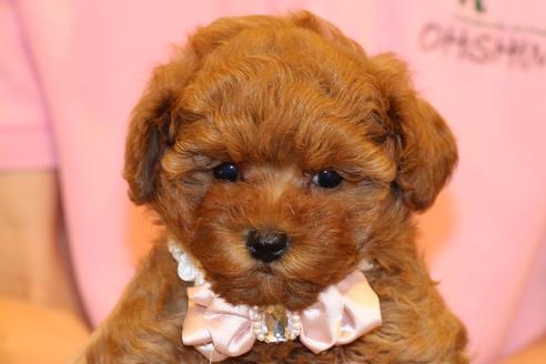 成約済の愛知県のトイプードル-51841の10枚目