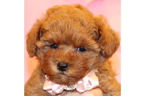 成約済の愛知県のトイプードル-51841の9枚目