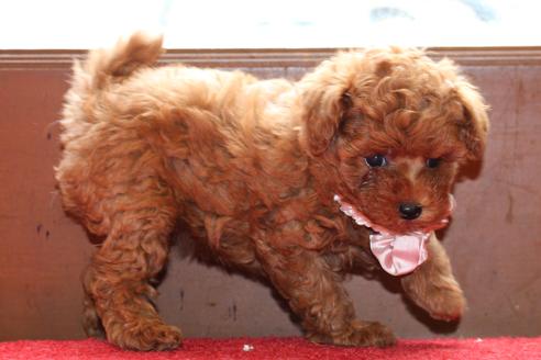 成約済の愛知県のトイプードル-51841の8枚目