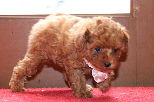 成約済の愛知県のトイプードル-51841の7枚目