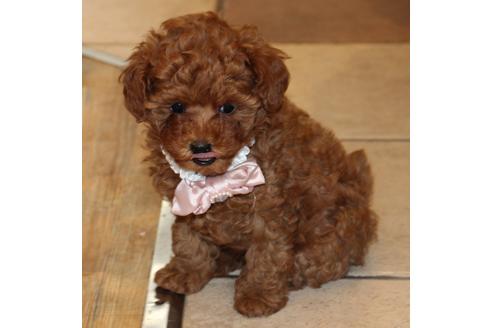 成約済の愛知県のトイプードル-51841の6枚目