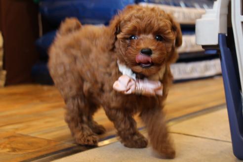 成約済の愛知県のトイプードル-51841の5枚目