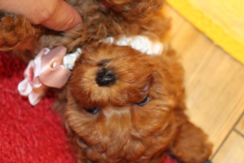 成約済の愛知県のトイプードル-51841の4枚目