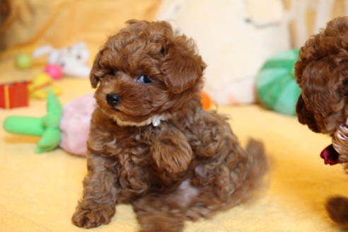 成約済の愛知県のトイプードル-51841の2枚目