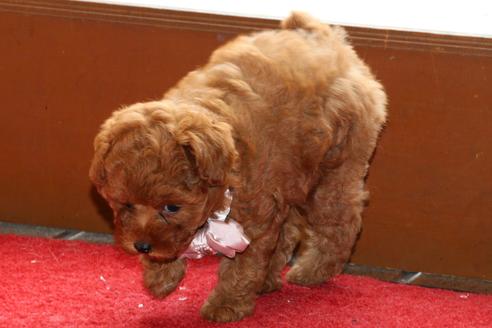 成約済の愛知県のトイプードル-51841の1枚目