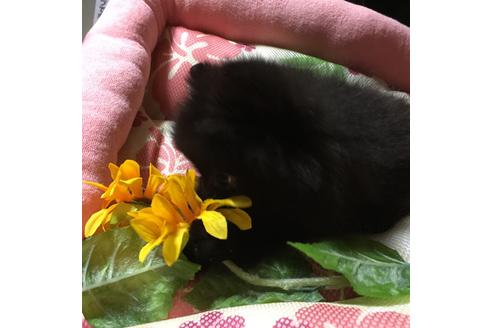 成約済の福岡県のポメラニアン-54285の1枚目