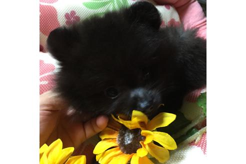 成約済の福岡県のポメラニアン-54285の7枚目