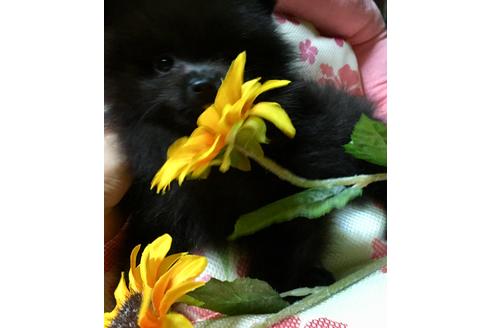 成約済の福岡県のポメラニアン-54285の6枚目