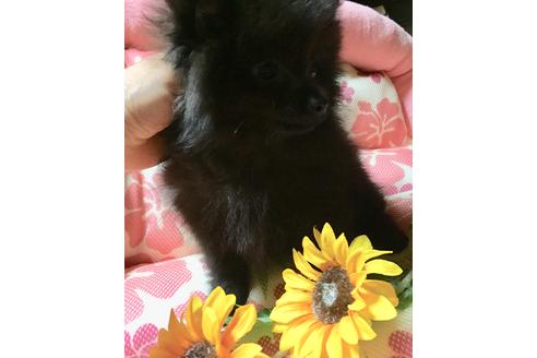 成約済の福岡県のポメラニアン-54285の5枚目