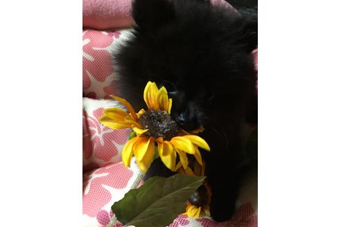 成約済の福岡県のポメラニアン-54285の4枚目