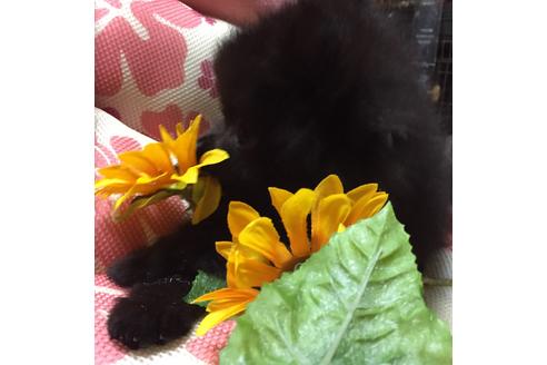 成約済の福岡県のポメラニアン-54285の3枚目