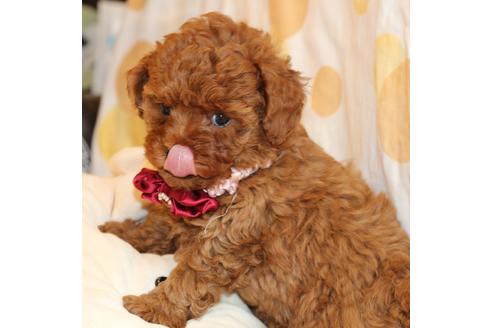 成約済の愛知県のトイプードル-51844の9枚目