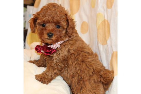 成約済の愛知県のトイプードル-51844の8枚目