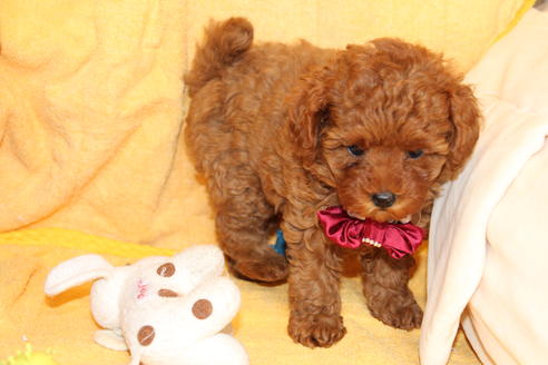 成約済の愛知県のトイプードル-51844の6枚目