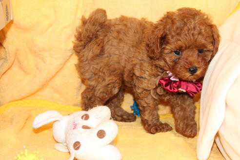 成約済の愛知県のトイプードル-51844の5枚目