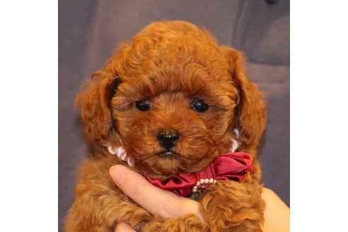 成約済の愛知県のトイプードル-51844の1枚目
