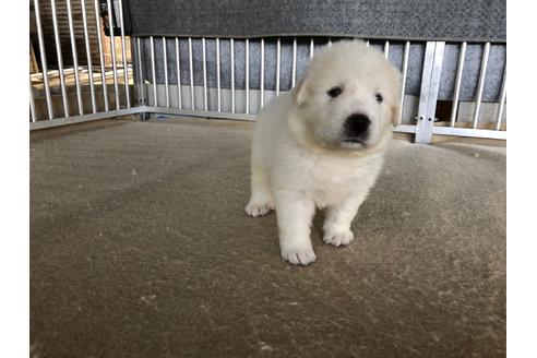 子犬