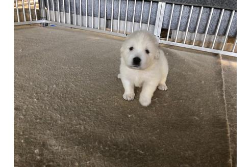 成約済の千葉県のグレートピレニーズ-54308の7枚目