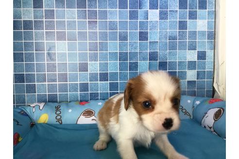 成約済の栃木県のキャバリアキングチャールズスパニエル-54315の5枚目