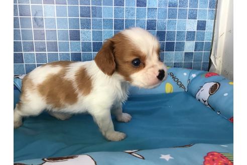 成約済の栃木県のキャバリアキングチャールズスパニエル-54315の4枚目
