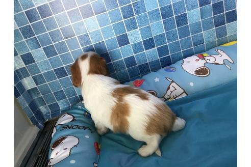 成約済の栃木県のキャバリアキングチャールズスパニエル-54315の3枚目