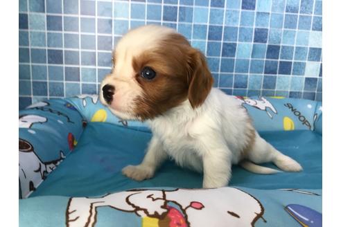 成約済の栃木県のキャバリアキングチャールズスパニエル-54315の1枚目