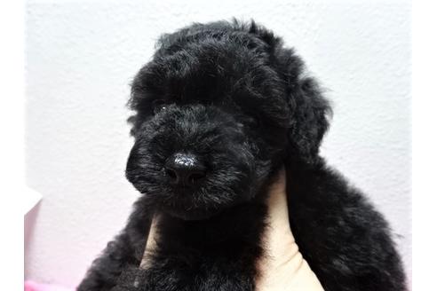 成約済の大阪府のトイプードル-54323の5枚目