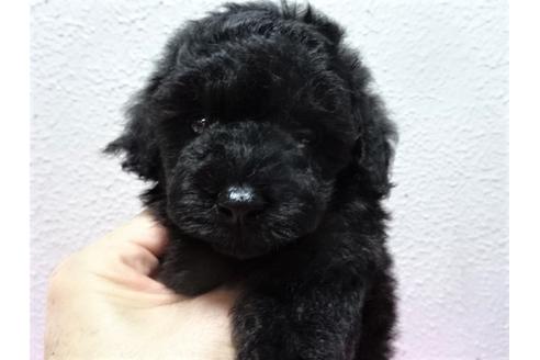 成約済の大阪府のトイプードル-54323の4枚目