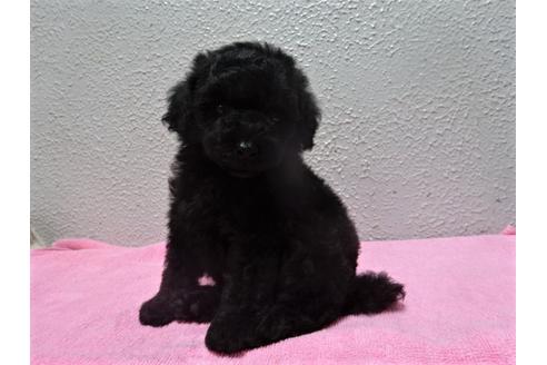 成約済の大阪府のトイプードル-54323の3枚目