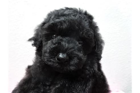 成約済の大阪府のトイプードル-54323の2枚目