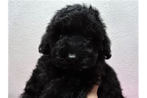 成約済の大阪府のトイプードル-54323の1枚目