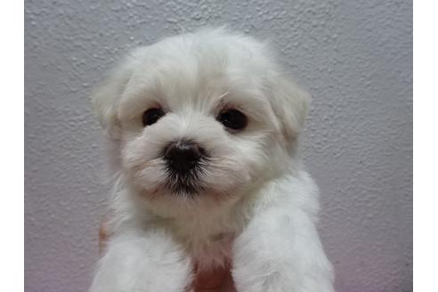 成約済の大阪府のマルチーズ-54326の5枚目