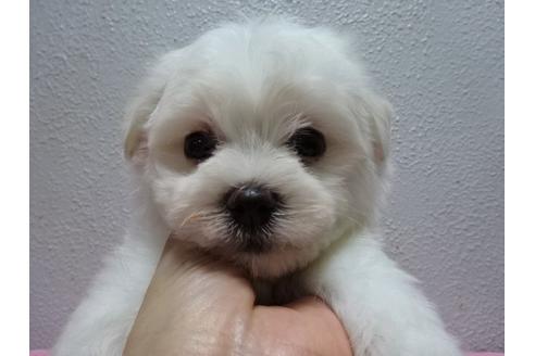 成約済の大阪府のマルチーズ-54326の4枚目