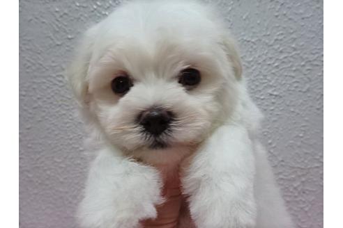 成約済の大阪府のマルチーズ-54326の3枚目