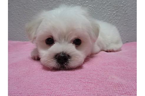 成約済の大阪府のマルチーズ-54326の2枚目