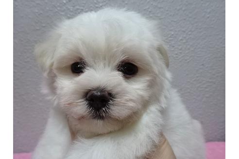 成約済の大阪府のマルチーズ-54326の1枚目