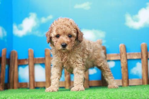 成約済の滋賀県のトイプードル-53364の6枚目