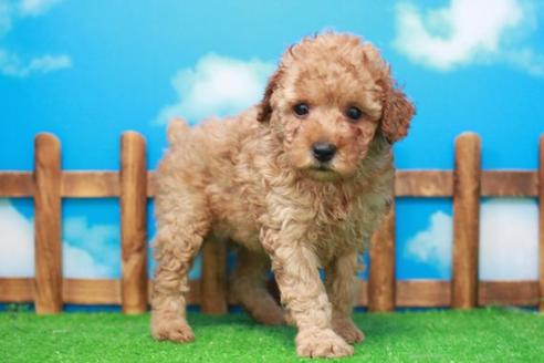 成約済の滋賀県のトイプードル-53364の5枚目