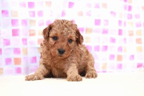 成約済の滋賀県のトイプードル-53364の3枚目