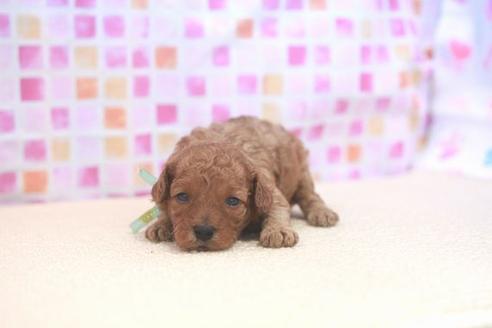 成約済の滋賀県のトイプードル-53364の2枚目