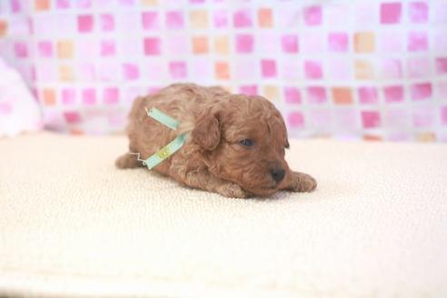 成約済の滋賀県のトイプードル-53364の1枚目